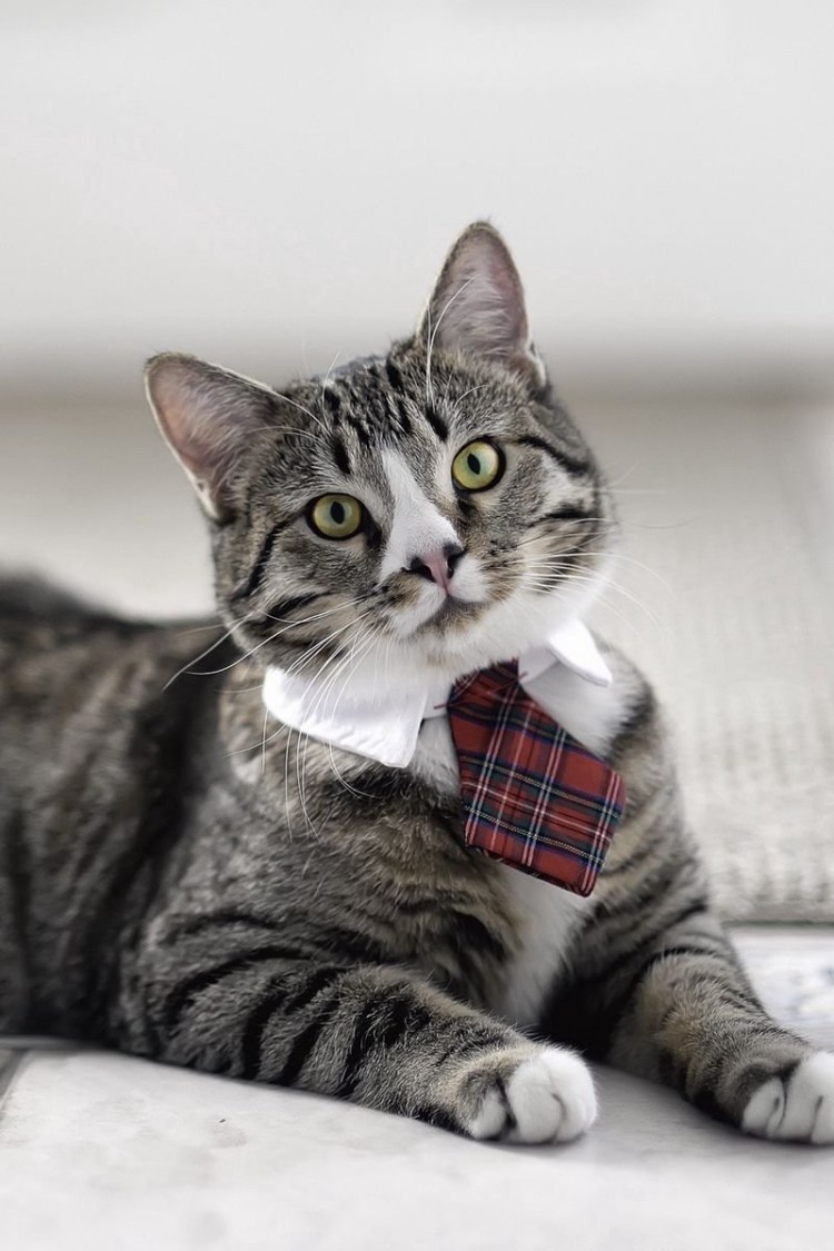 Кот с бантиком на шее