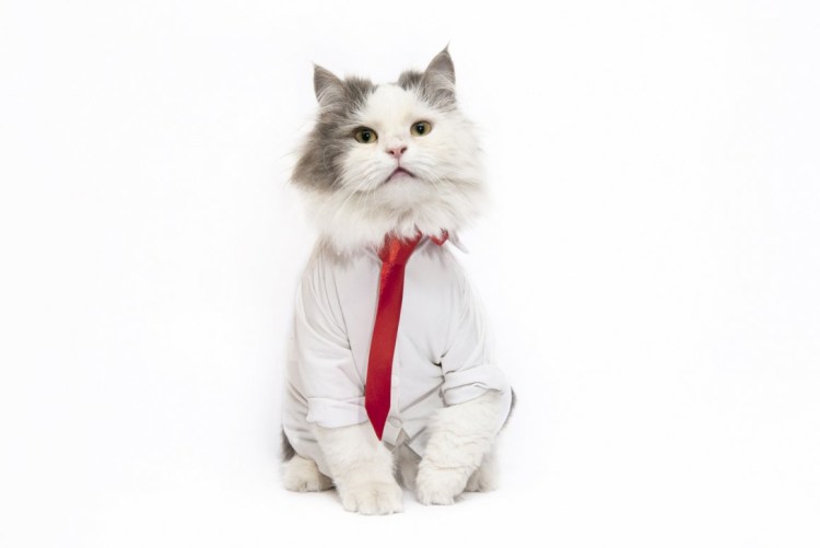 Кот в пиджаке