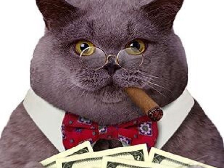 Кот в деловом костюме
