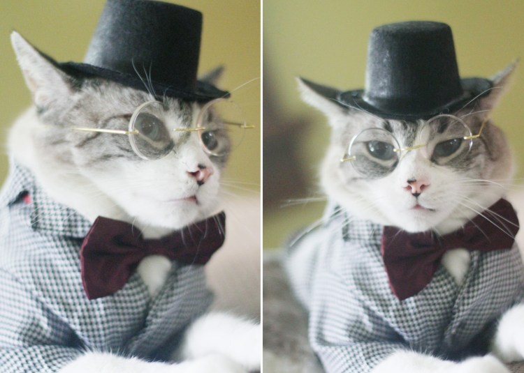 Котик в галстуке