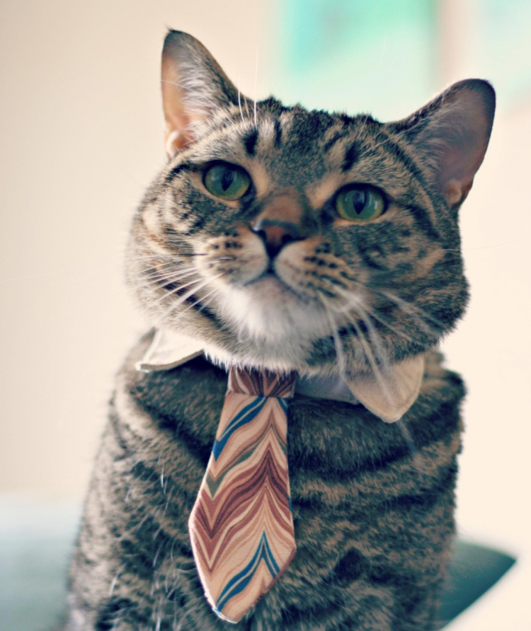 Смешной кот