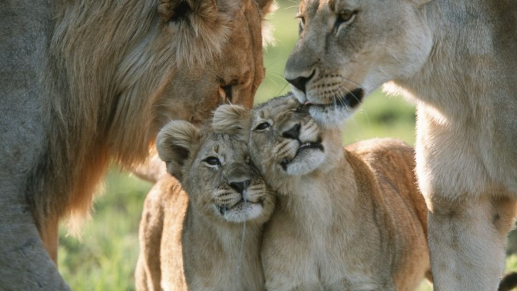 Лев львица и Львенок семья