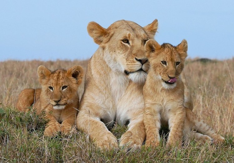 Лев львица и Львенок