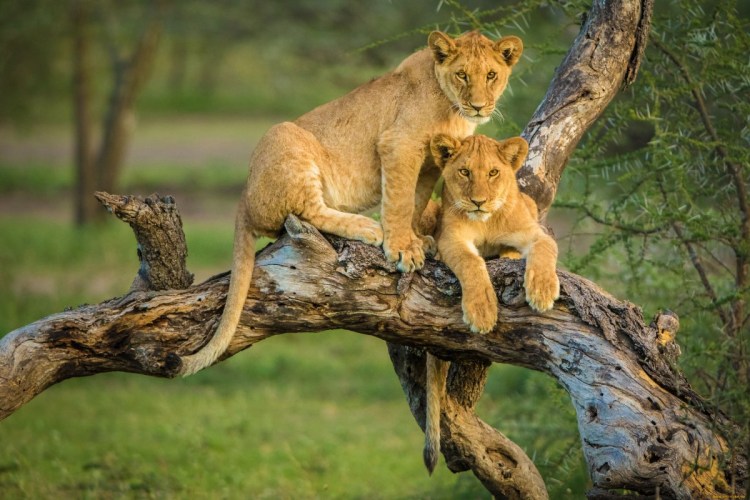Лев львица и Львенок