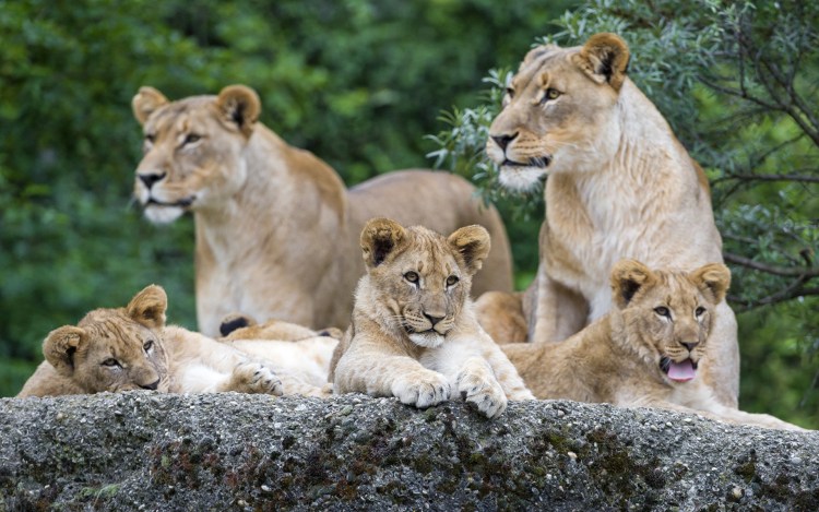 Львиный Прайд