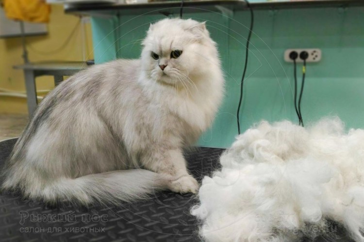 Стриженный шотландский вислоухий кот