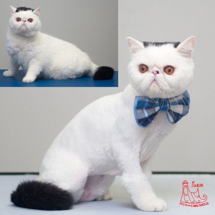 Стриженный шотландский вислоухий кот