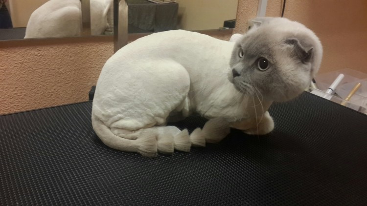 Скоттиш страйт подстриженный