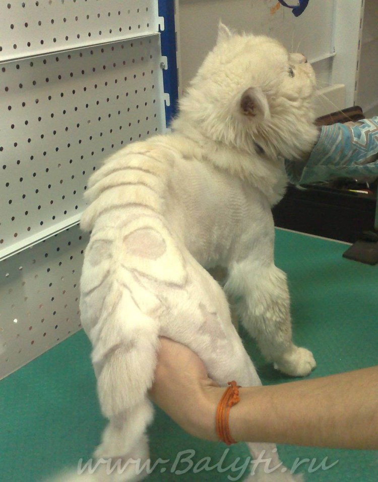 Шотландская вислоухая кошка стри