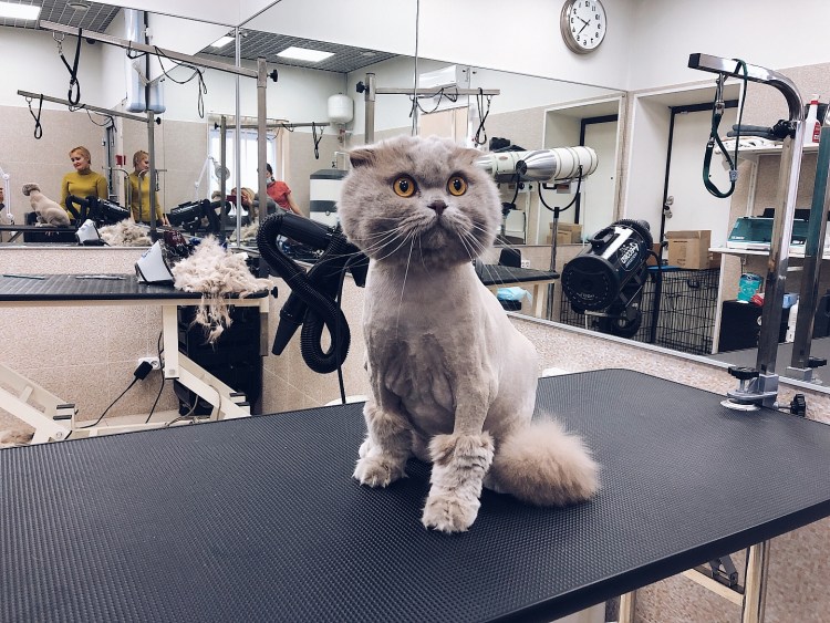 Стрижка кошек Выборгский район