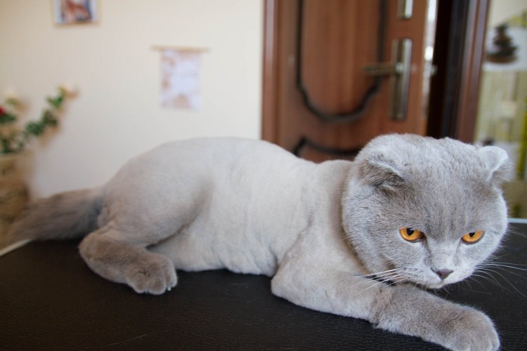 Стрижка шотландских кошек вислоухих
