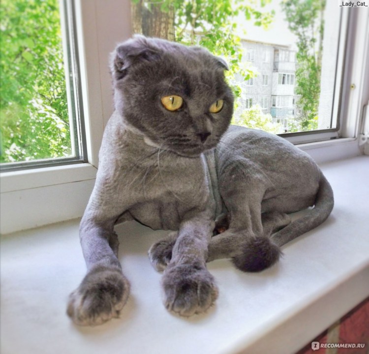 Стрижка кота