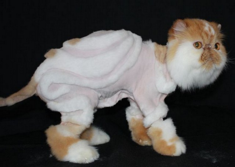 Стриженный кот