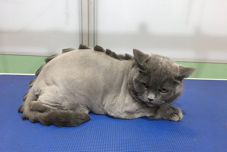 Стрижка котов