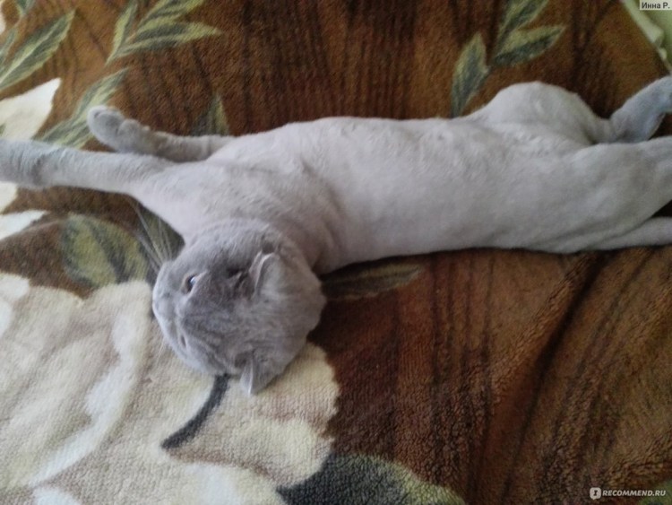 Груминг кошек