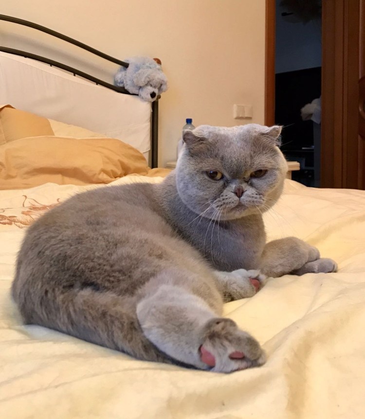 Необычные стрижки кошек