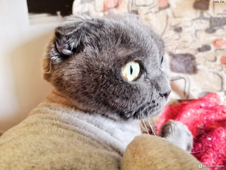 Необычные стрижки кошек