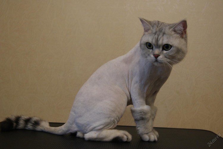 Стрижка шотландских кошек вислоухих