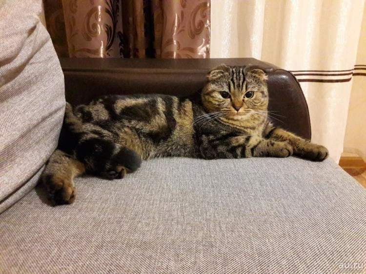 Кот скоттиш фолд мраморный