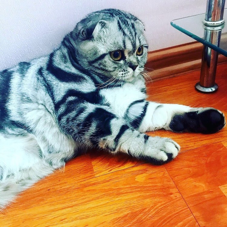 Скоттиш фолд мраморный