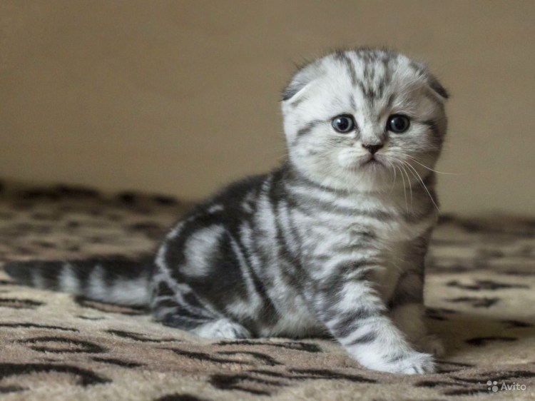 Скоттиш фолд