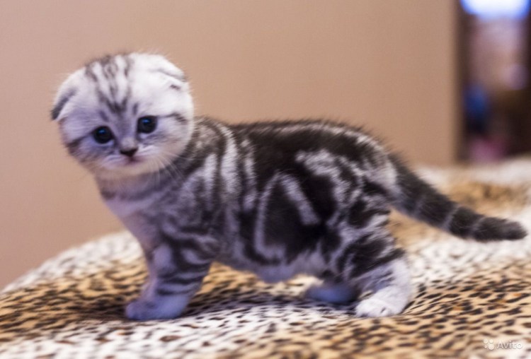 Шотландский вислоухий кот мраморный серебре