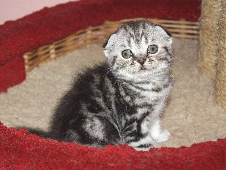 Вислоухий шотландец мраморный