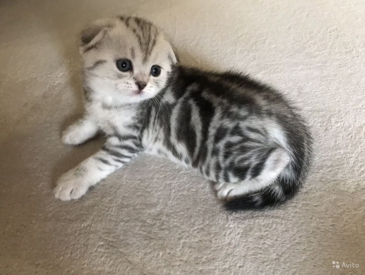 Шотландская вислоухая кошка черный мрамор