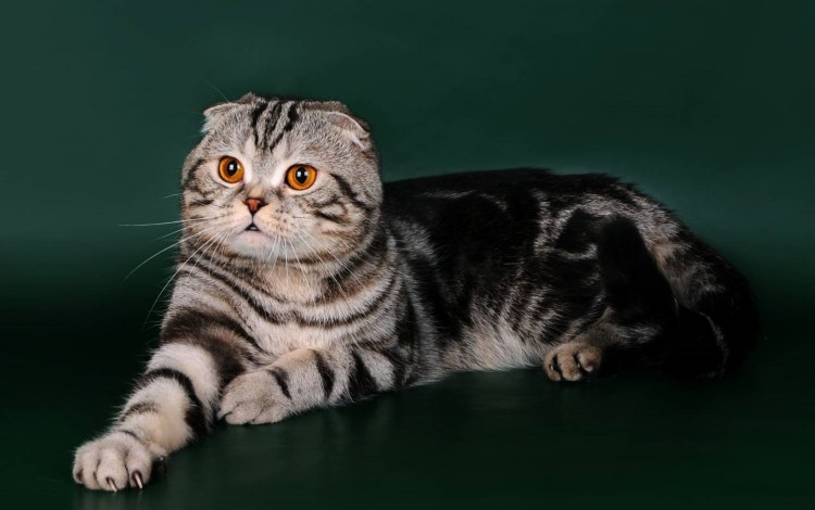 Скоттиш фолд вислоухий мраморный