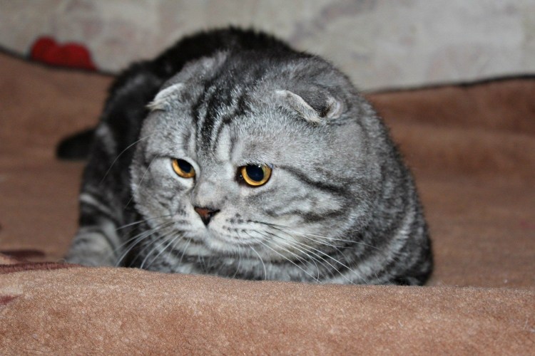 Шотландская вислоухая кошка мраморная