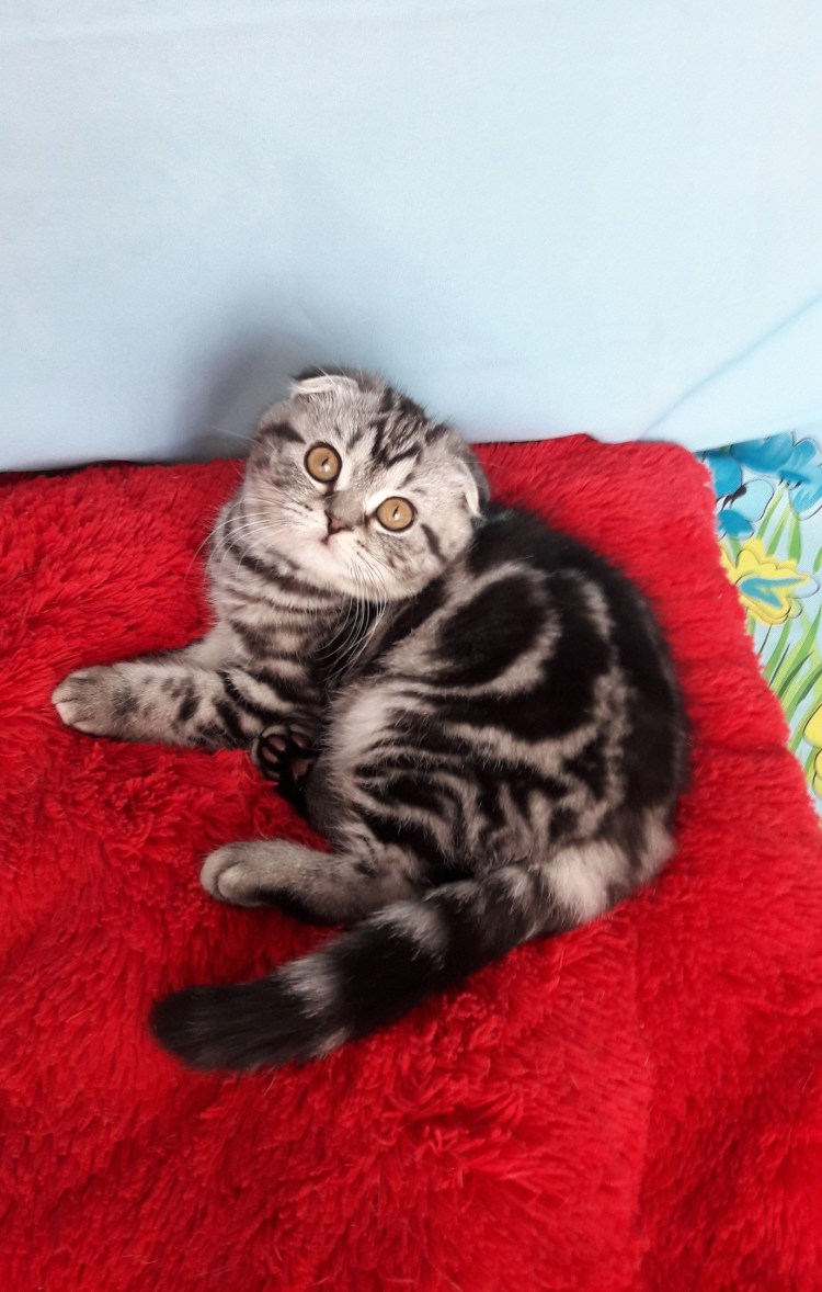 Шотландские вислоухие котята мраморные