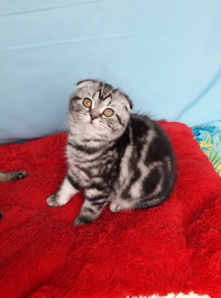 Скоттиш фолд мраморный