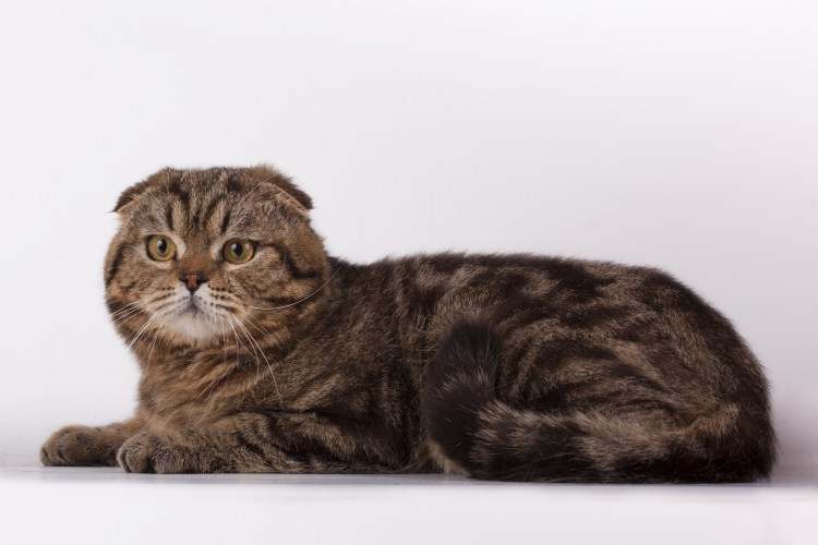 Шотландская вислоухая кошка мраморный табби