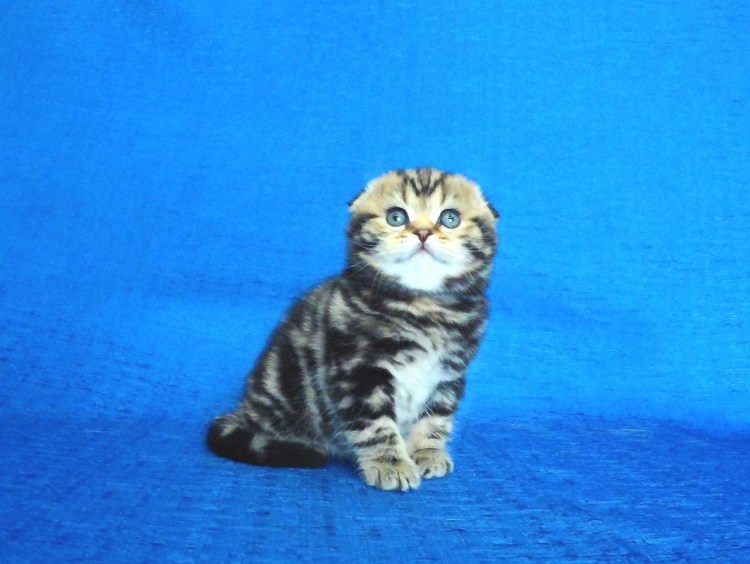 Шотландские вислоухие коты мраморные