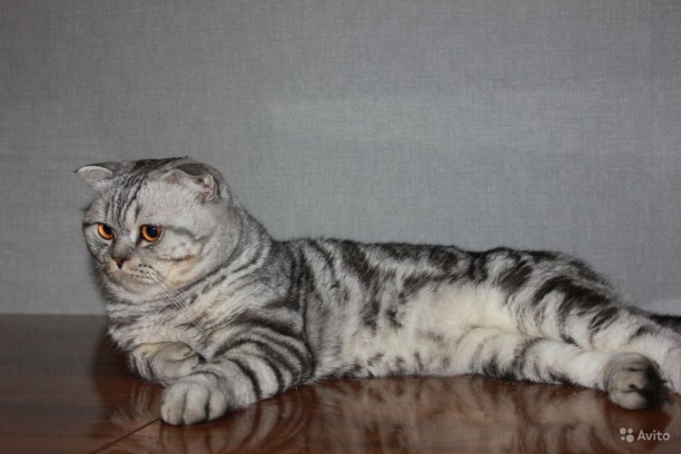 Шотландская вислоухая кошка