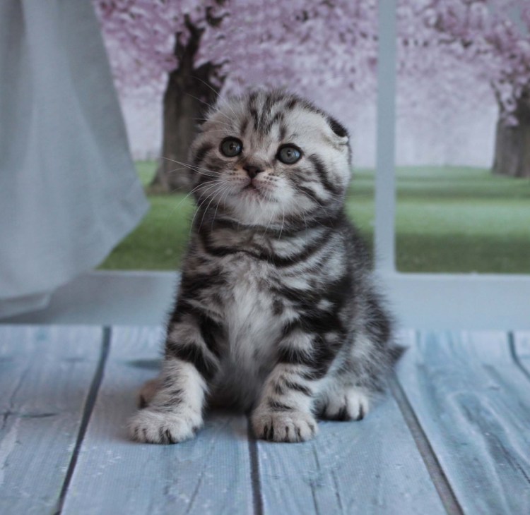 Шотландские котята мрамор на серебре