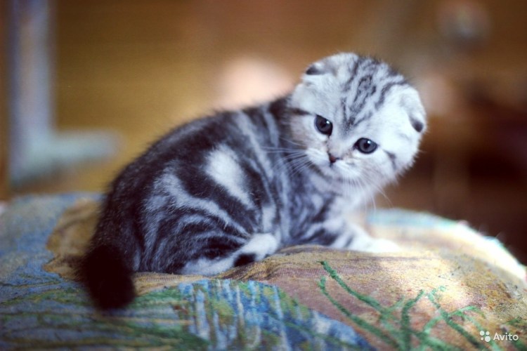 Вислоухие мраморные котята месяц