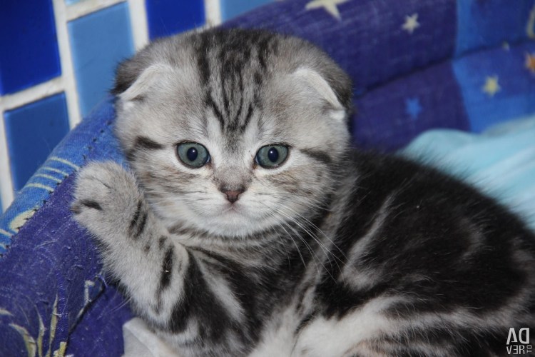 Мраморные котята шотландцы вислоухие