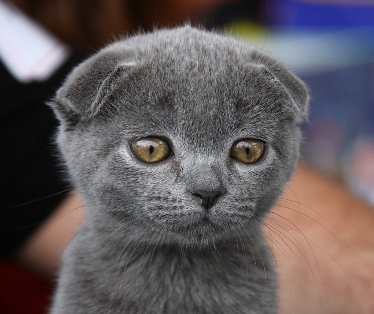 Шотландская вислоухая кошка