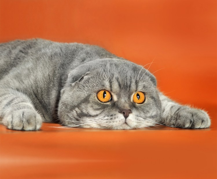 Скоттиш-фолд Шотландская