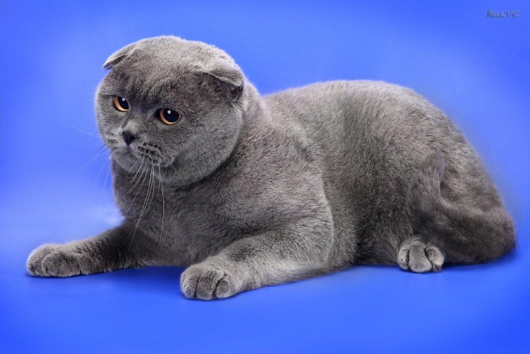 Шотландская вислоухая кошка черная