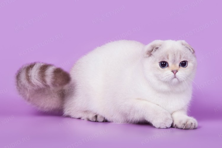 Скоттиш фолд котята