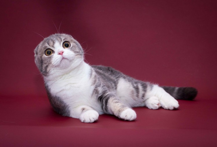 Шотландский вислоухий скоттиш