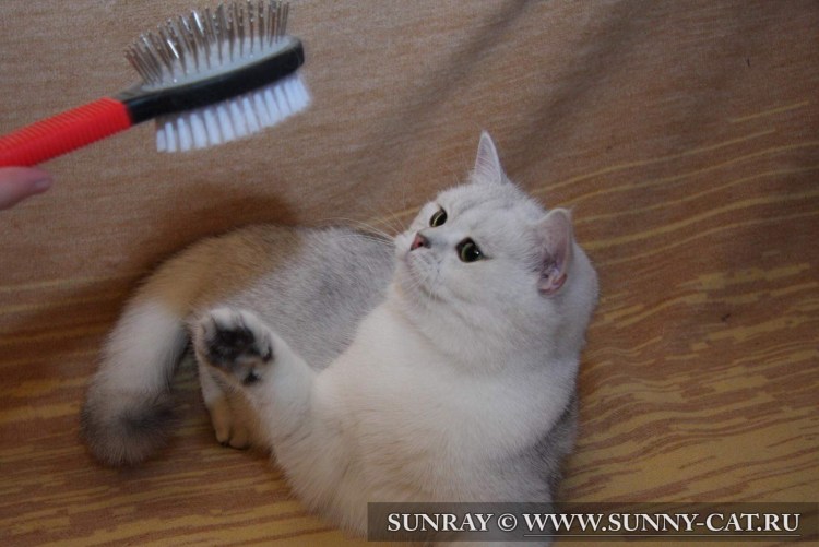 Расчёска для кошек фурминатор Шотландская вислоухая кошка