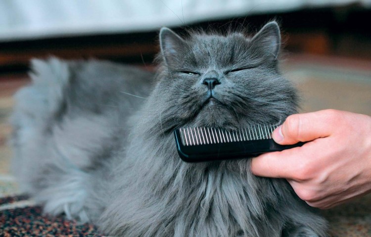 Расчесывание кошки
