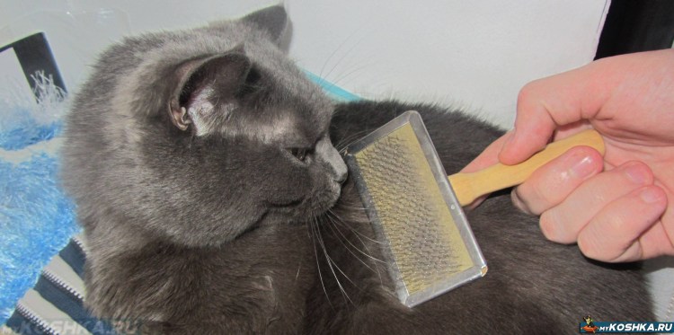 Расческа-стрижка для кота своими