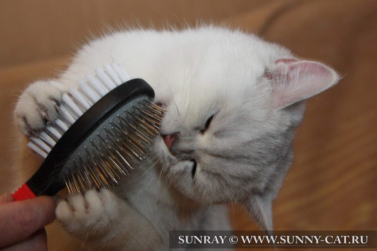 Для вычесывания шерсти у кошек фурминатор