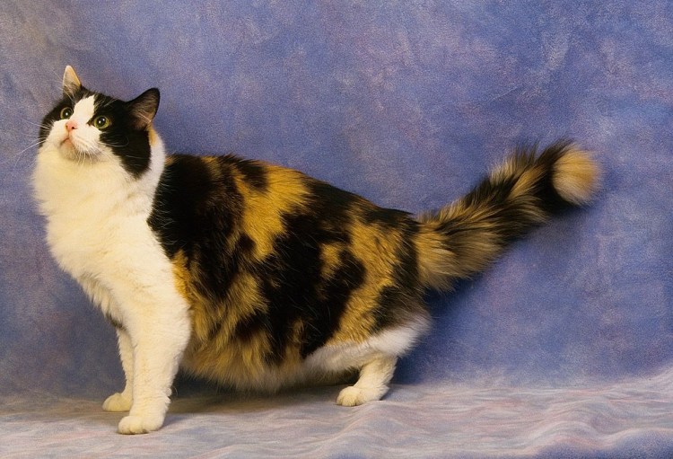 Азиатская табби кошка