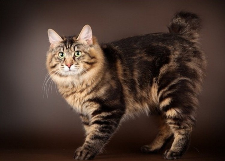 Сибирская среднешерстная кошка