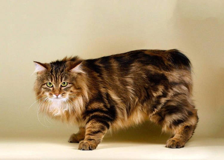 Сибирская кошка